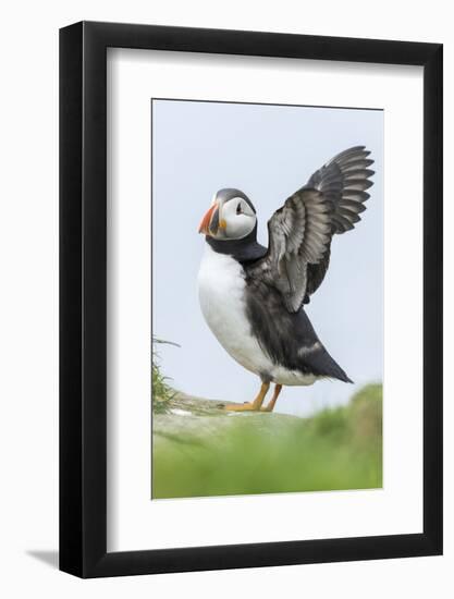 Atlantic Puffin, Mykines, Faroe Islands, Denmark-Martin Zwick-Framed Photographic Print