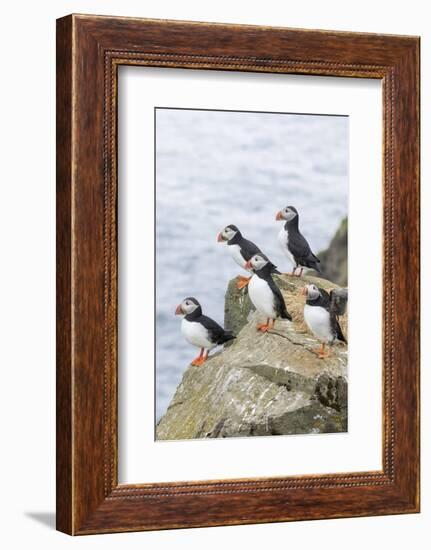 Atlantic Puffin, Mykines, Faroe Islands, Denmark-Martin Zwick-Framed Photographic Print