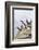 Atlantic Puffin, Mykines, Faroe Islands, Denmark-Martin Zwick-Framed Photographic Print