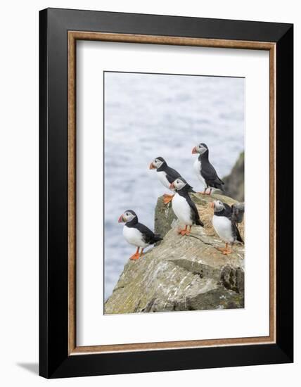 Atlantic Puffin, Mykines, Faroe Islands, Denmark-Martin Zwick-Framed Photographic Print