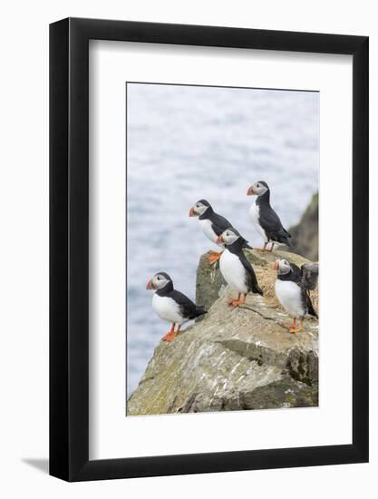 Atlantic Puffin, Mykines, Faroe Islands, Denmark-Martin Zwick-Framed Photographic Print