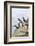 Atlantic Puffin, Mykines, Faroe Islands, Denmark-Martin Zwick-Framed Photographic Print