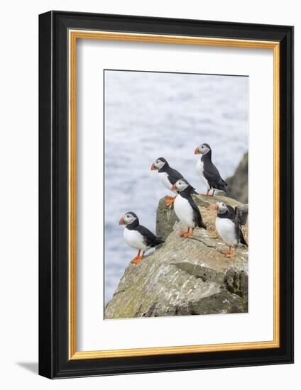 Atlantic Puffin, Mykines, Faroe Islands, Denmark-Martin Zwick-Framed Photographic Print