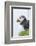 Atlantic Puffin, Mykines, Faroe Islands, Denmark-Martin Zwick-Framed Photographic Print