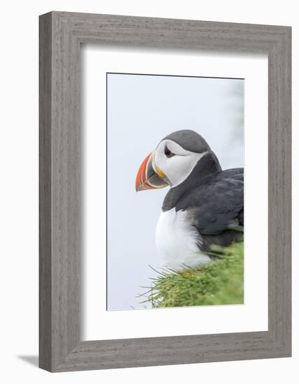 Atlantic Puffin, Mykines, Faroe Islands, Denmark-Martin Zwick-Framed Photographic Print