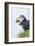 Atlantic Puffin, Mykines, Faroe Islands, Denmark-Martin Zwick-Framed Photographic Print