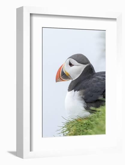 Atlantic Puffin, Mykines, Faroe Islands, Denmark-Martin Zwick-Framed Photographic Print