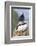 Atlantic Puffin, Mykines, Faroe Islands, Denmark-Martin Zwick-Framed Photographic Print