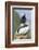 Atlantic Puffin, Mykines, Faroe Islands, Denmark-Martin Zwick-Framed Photographic Print