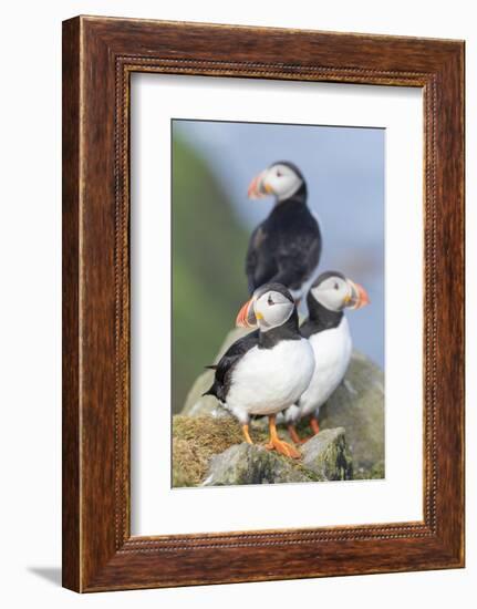 Atlantic Puffin, Mykines, Faroe Islands, Denmark-Martin Zwick-Framed Photographic Print