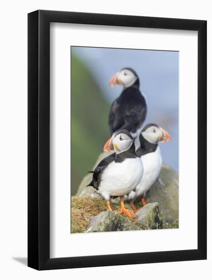 Atlantic Puffin, Mykines, Faroe Islands, Denmark-Martin Zwick-Framed Photographic Print