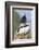 Atlantic Puffin, Mykines, Faroe Islands, Denmark-Martin Zwick-Framed Photographic Print