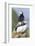 Atlantic Puffin, Mykines, Faroe Islands, Denmark-Martin Zwick-Framed Photographic Print