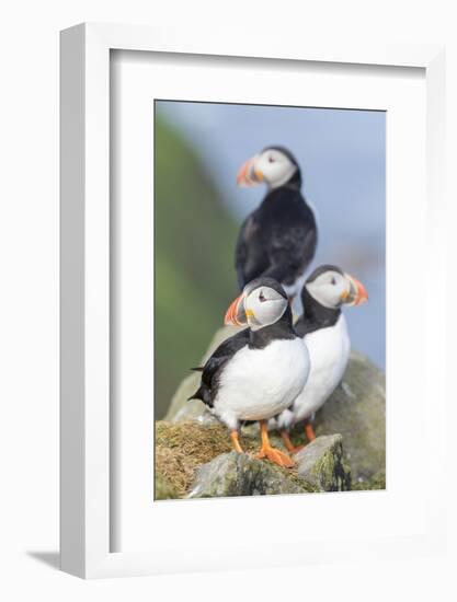 Atlantic Puffin, Mykines, Faroe Islands, Denmark-Martin Zwick-Framed Photographic Print