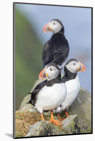 Atlantic Puffin, Mykines, Faroe Islands, Denmark-Martin Zwick-Mounted Photographic Print