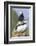 Atlantic Puffin, Mykines, Faroe Islands, Denmark-Martin Zwick-Framed Photographic Print