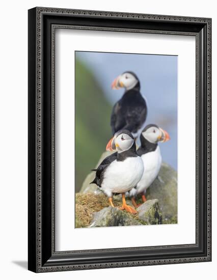 Atlantic Puffin, Mykines, Faroe Islands, Denmark-Martin Zwick-Framed Photographic Print