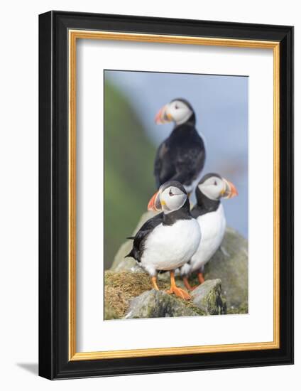 Atlantic Puffin, Mykines, Faroe Islands, Denmark-Martin Zwick-Framed Photographic Print