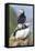 Atlantic Puffin, Mykines, Faroe Islands, Denmark-Martin Zwick-Framed Premier Image Canvas