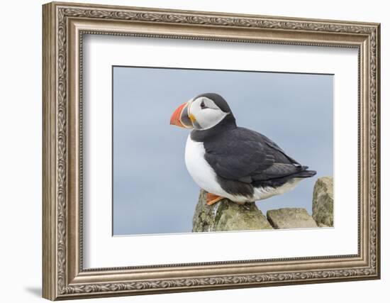 Atlantic Puffin, Mykines, Faroe Islands, Denmark-Martin Zwick-Framed Photographic Print