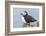 Atlantic Puffin, Mykines, Faroe Islands, Denmark-Martin Zwick-Framed Photographic Print