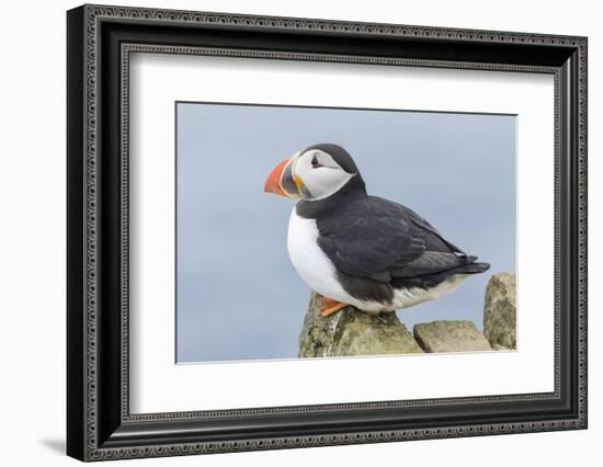 Atlantic Puffin, Mykines, Faroe Islands, Denmark-Martin Zwick-Framed Photographic Print