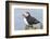 Atlantic Puffin, Mykines, Faroe Islands, Denmark-Martin Zwick-Framed Photographic Print