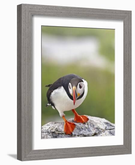 Atlantic Puffin on Machias Seal Island Near Cutler, Maine, Usa-Chuck Haney-Framed Photographic Print