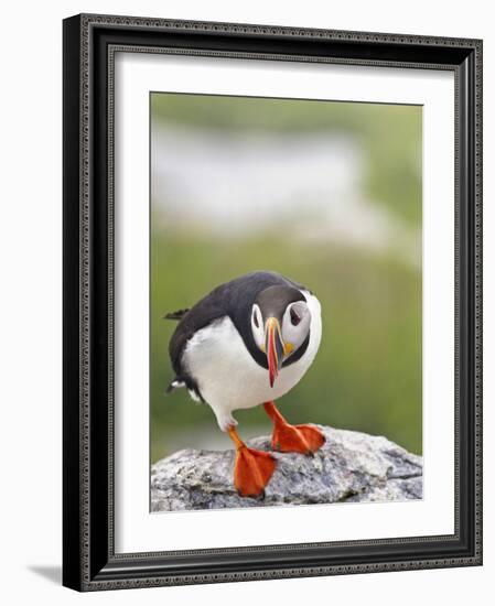 Atlantic Puffin on Machias Seal Island Near Cutler, Maine, Usa-Chuck Haney-Framed Photographic Print