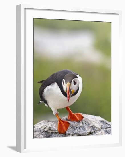 Atlantic Puffin on Machias Seal Island Near Cutler, Maine, Usa-Chuck Haney-Framed Photographic Print