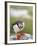 Atlantic Puffin on Machias Seal Island Near Cutler, Maine, Usa-Chuck Haney-Framed Photographic Print