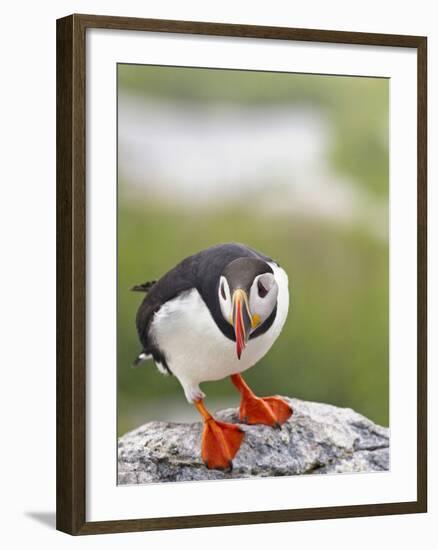 Atlantic Puffin on Machias Seal Island Near Cutler, Maine, Usa-Chuck Haney-Framed Photographic Print