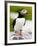 Atlantic Puffin on Machias Seal Island Near Cutler, Maine, Usa-Chuck Haney-Framed Photographic Print