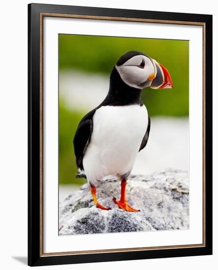 Atlantic Puffin on Machias Seal Island Near Cutler, Maine, Usa-Chuck Haney-Framed Photographic Print