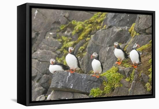 Atlantic Puffin Perched on a Cliff, Spitsbergen, Svalbard, Norway-Steve Kazlowski-Framed Premier Image Canvas