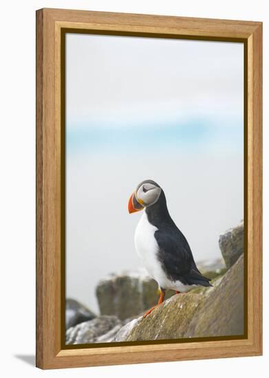 Atlantic Puffin Perched on a Cliff, Spitsbergen, Svalbard, Norway-Steve Kazlowski-Framed Premier Image Canvas