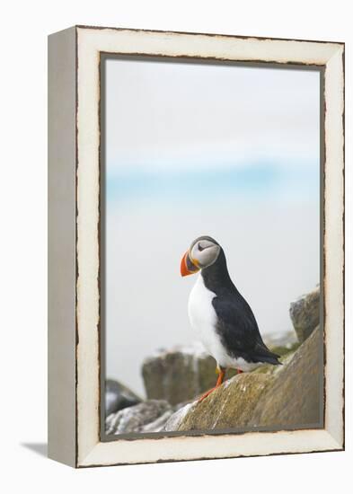 Atlantic Puffin Perched on a Cliff, Spitsbergen, Svalbard, Norway-Steve Kazlowski-Framed Premier Image Canvas