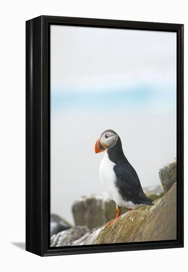 Atlantic Puffin Perched on a Cliff, Spitsbergen, Svalbard, Norway-Steve Kazlowski-Framed Premier Image Canvas