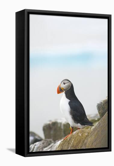 Atlantic Puffin Perched on a Cliff, Spitsbergen, Svalbard, Norway-Steve Kazlowski-Framed Premier Image Canvas