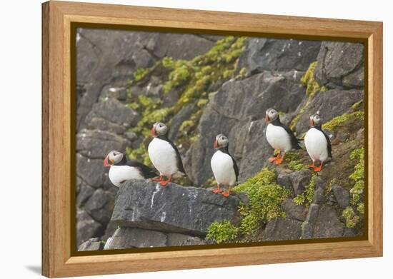 Atlantic Puffin Perched on a Cliff, Spitsbergen, Svalbard, Norway-Steve Kazlowski-Framed Premier Image Canvas