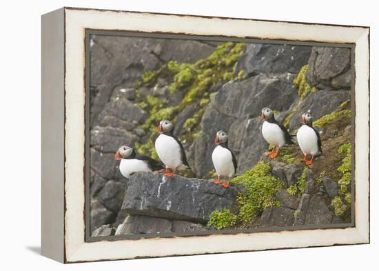 Atlantic Puffin Perched on a Cliff, Spitsbergen, Svalbard, Norway-Steve Kazlowski-Framed Premier Image Canvas