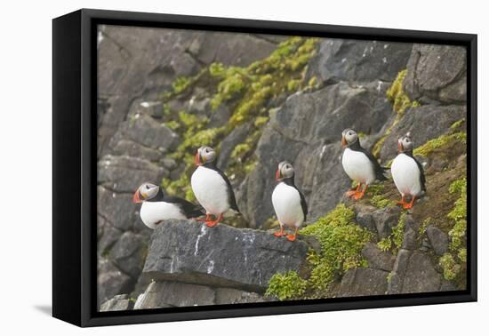 Atlantic Puffin Perched on a Cliff, Spitsbergen, Svalbard, Norway-Steve Kazlowski-Framed Premier Image Canvas