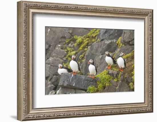 Atlantic Puffin Perched on a Cliff, Spitsbergen, Svalbard, Norway-Steve Kazlowski-Framed Photographic Print