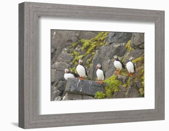 Atlantic Puffin Perched on a Cliff, Spitsbergen, Svalbard, Norway-Steve Kazlowski-Framed Photographic Print