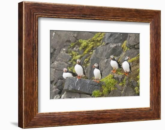 Atlantic Puffin Perched on a Cliff, Spitsbergen, Svalbard, Norway-Steve Kazlowski-Framed Photographic Print