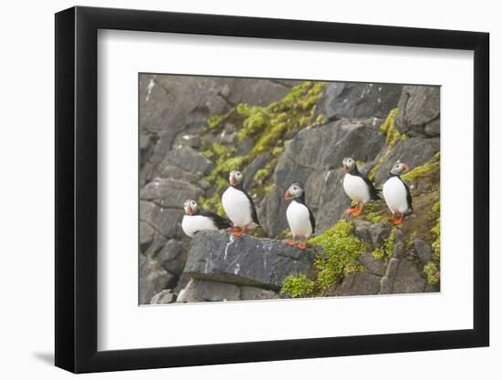 Atlantic Puffin Perched on a Cliff, Spitsbergen, Svalbard, Norway-Steve Kazlowski-Framed Photographic Print