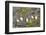 Atlantic Puffin Perched on a Cliff, Spitsbergen, Svalbard, Norway-Steve Kazlowski-Framed Photographic Print