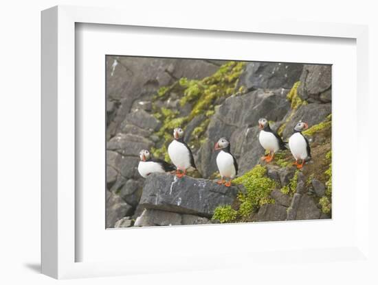 Atlantic Puffin Perched on a Cliff, Spitsbergen, Svalbard, Norway-Steve Kazlowski-Framed Photographic Print