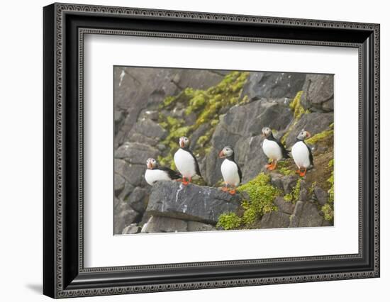 Atlantic Puffin Perched on a Cliff, Spitsbergen, Svalbard, Norway-Steve Kazlowski-Framed Photographic Print