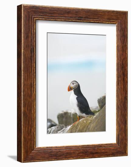 Atlantic Puffin Perched on a Cliff, Spitsbergen, Svalbard, Norway-Steve Kazlowski-Framed Photographic Print